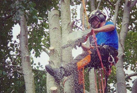 coast and country employee cutting tree