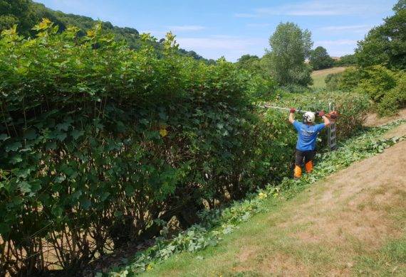 coast and country employee trimming hedge