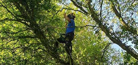 coast and country tree services climbing up tree