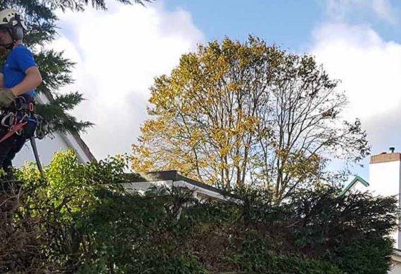 coast and country trimming a hedge