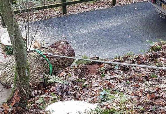 coastal clearance removing logs