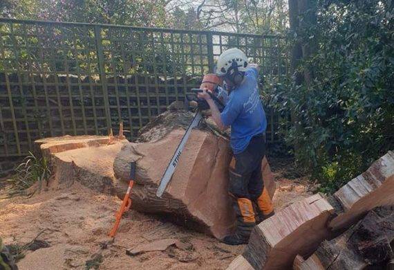 tree removal by coast and country