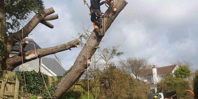 homepage next to tree removal