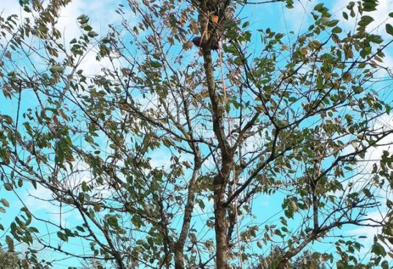 man at the top of tree