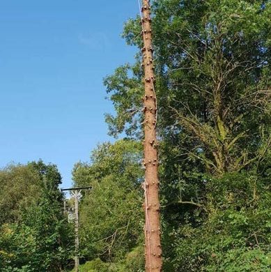 man at the top of very large tree