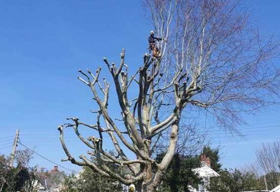 man atop a tree