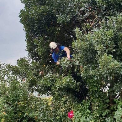 man cutting a hedge