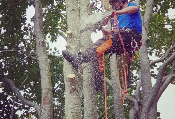 man cutting a tree