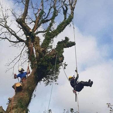 man hanging off a tree