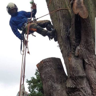 man hoisting up a tree