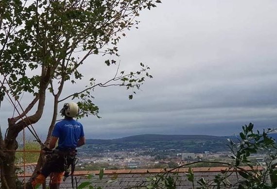 man looking up at tree