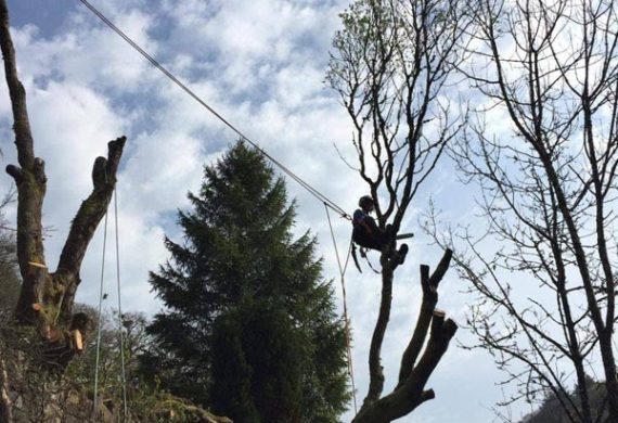 man on a tree