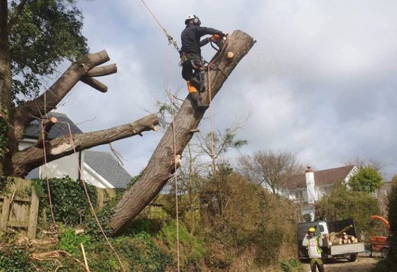 man on top of tree