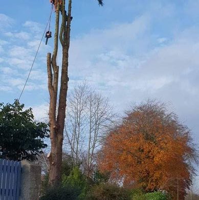 man part way up a tree