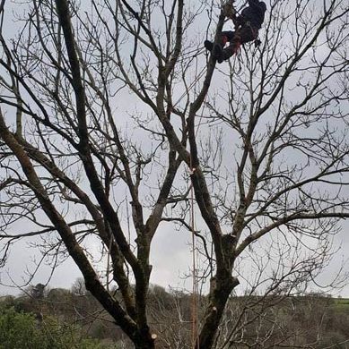 man performing tree surgery