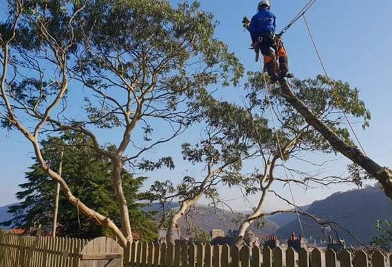 man sitting on tree branch