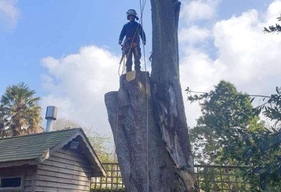 man standing on tree