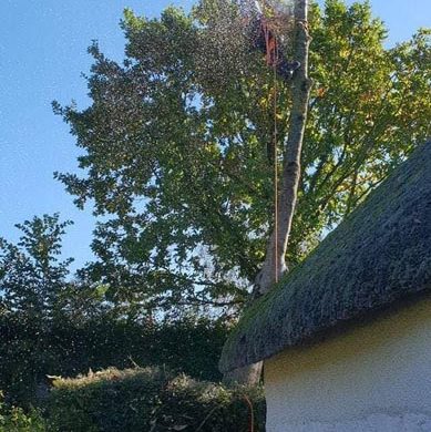 man using chainsaw on a tree