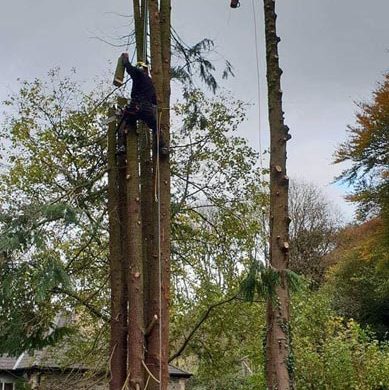 men on top of trees