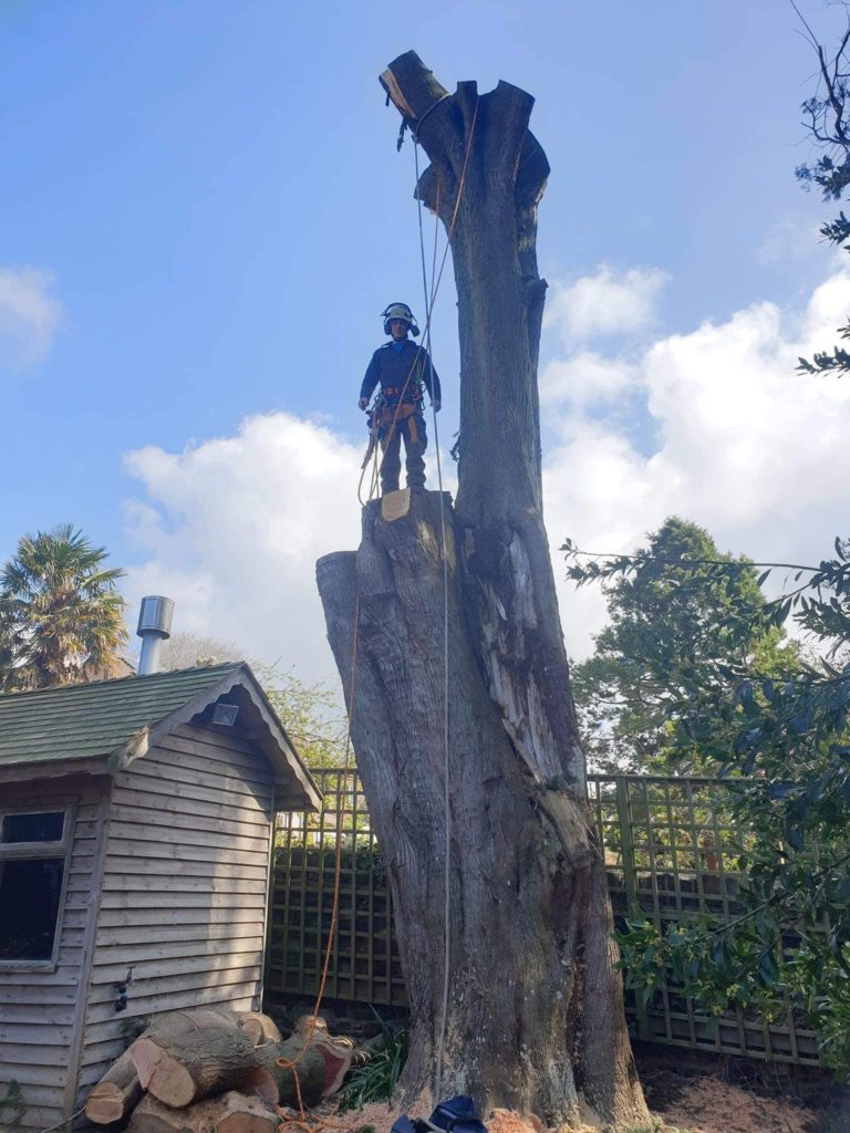 standing atop a cut down tree