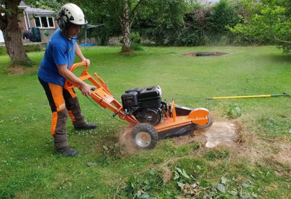 tree stump being cut