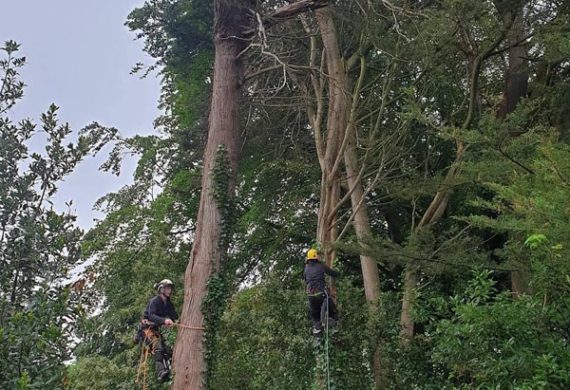 two men halfway up a tree