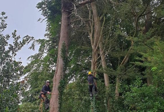 two men performing tree surgery