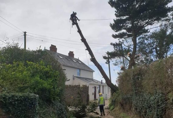 view of street where tree is being cut down